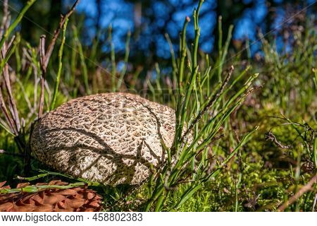 Scleroderma Citrinum, Commonly Known As The Common Earthball, Pigskin Poison Puffball,or Common Eart