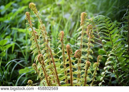 Young Shoots Of Common Male Fern, Dryopteris Filix-mas