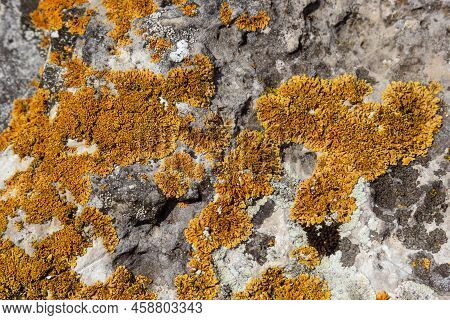 Plenty Of Small Golden Colored Maritime Sunburst Lichen, Xanthoria Parietina, With Green Moss And So