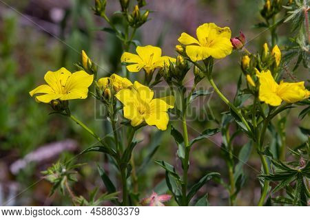 Beautiful Bright Yellow Flowers Of Golden Flax. Mountain Flowers Background. Golden Flax, Yellow Fla