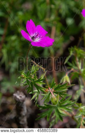 Purple Flowers Of Wild Geranium Maculatum Close Up. Spring Nature, Spring Garden. Geranium Maculatum