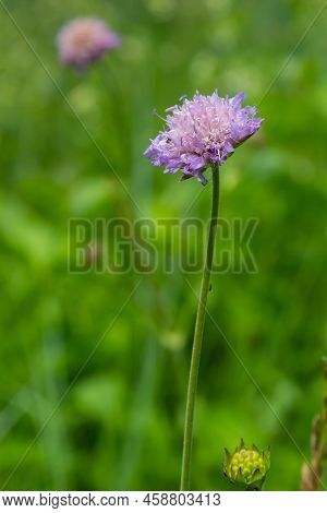 Beautiful Single Flower Of The Field Scabious Knautia Arvensis, Close-up View On The Green Blurred B