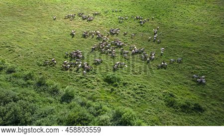 Aerial View Of Tarpan Horses In Nature. Wild Horses. Wildlife And Nature Background. Herd Of Wild Ho