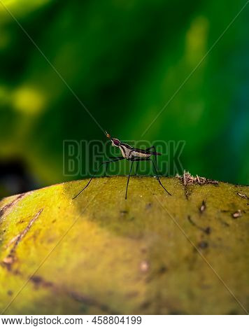 Macro Shot Of A Banana-stalk Fly On A Coconut