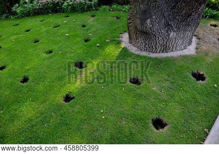 Under Crown Of Old Oak In Front Of The Perennial Bed, Several Circular Holes Are Drilled In Lawn Soi