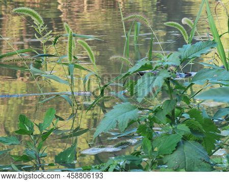 Close Up Of Green Drops Of Dew In Spring Outdoor Natural Scenery