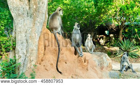 Grey Langur Monkeys In Sri Lanka. Specie Semnopithecus Priam In Arugam Bay.