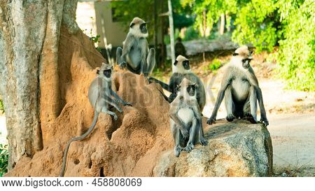 Grey Langur Monkeys In Sri Lanka. Specie Semnopithecus Priam In Arugam Bay.