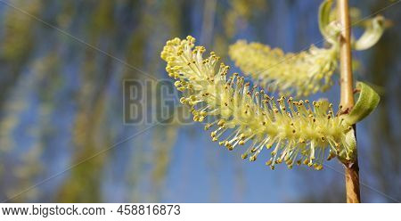 Babylonian Willow Tree Flowering In Spring