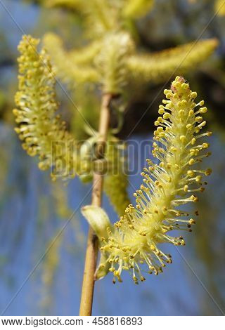 Babylonian Willow Tree Flowering In Spring