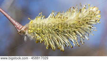 Buds Bloom On The Willow Tree In Spring