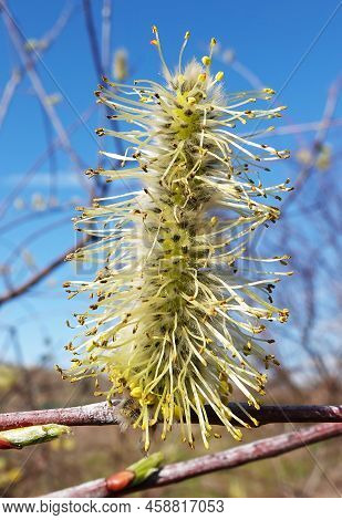 On The Willow Tree In Spring, Buds Bloom Fluffy And Fragrant
