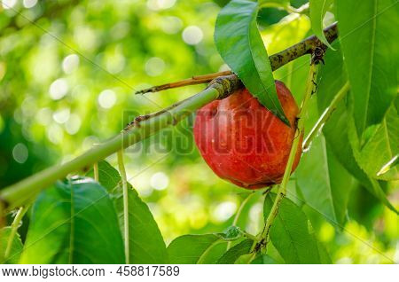 Organically Produced Nectarine Fruits On The Tree.
