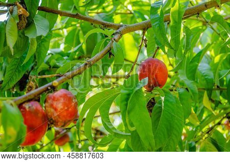 Organically Produced Nectarine Fruits On The Tree.