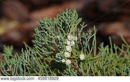 The Juniper Of The Virginian Wild -growing With Berries