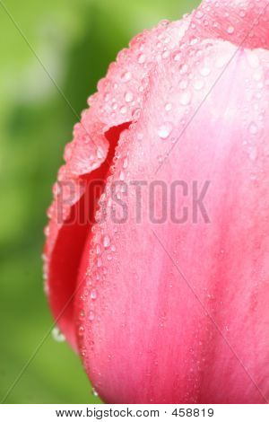 Tulip
