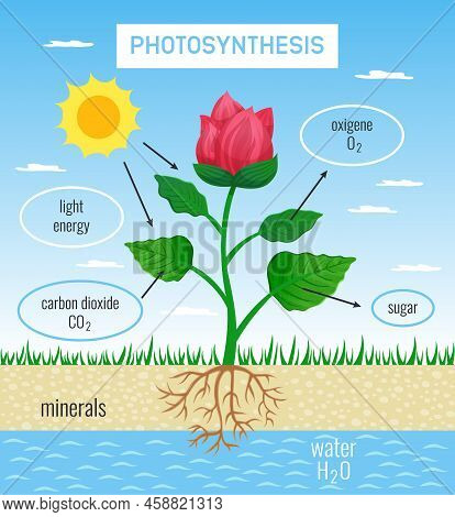 Biological Photosynthesis Role In Plant Growth Flat Educational Poster Depicting Conversion Solar En