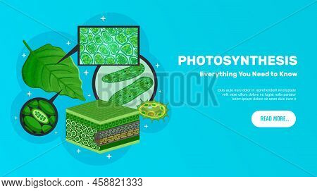 Photosynthesis Basic Information Website Horizontal Banner Design With Green Leaves Cells Chloroplas