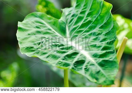 Colocasia Nancys, Colocasia Nancys Revenge , Colocasia Esculenta Or Colocasia Plant