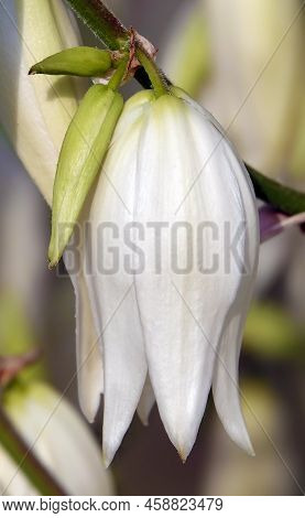 Yucca Filamentata Is A Perennial Evergreen, Monoecious, Almost Stemless Plant With A Woody Base, A S