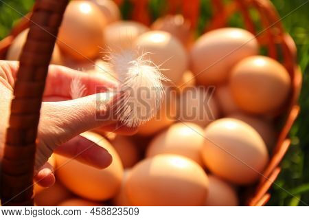 Defocus Closeup White Feather On Farm Chicken Background. Chicken Eggs In Wooden Basket On Green Nat