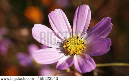 Cosmea Double-pinnate - Plant Flower