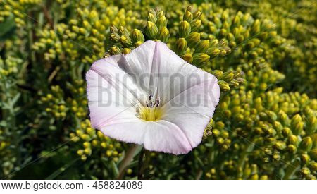 Flowers Bindweed