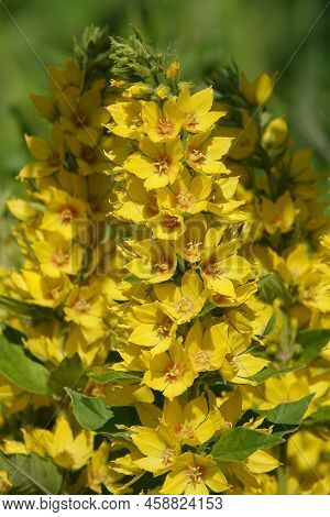 Flowers Loosestrife Spotted