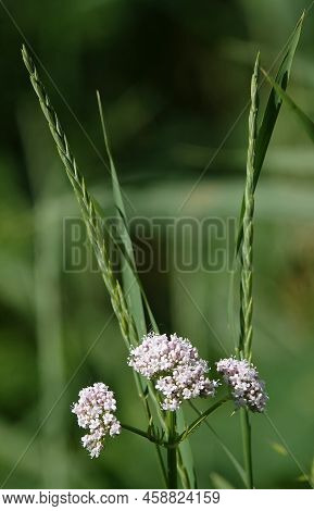 Flowers Valerian Officinalis Is An Annual Herbaceous Medicinal Plant, A Species Of The Genus Valeria