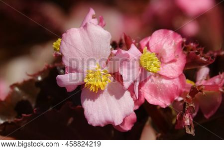 Flowers Begonia Evergreen