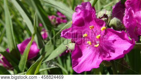 Flowers Tradescantia