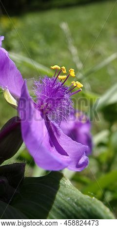 Flowers Tradescantia