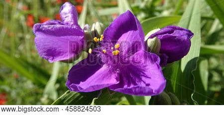 Flowers Tradescantia