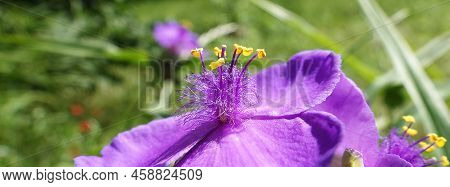 Flowers Tradescantia