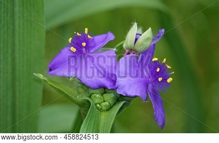 Flowers Tradescantia