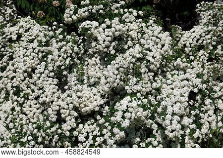 Spirea Flowers Cantonese