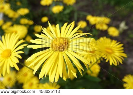 Flowers Doronicum Oriental