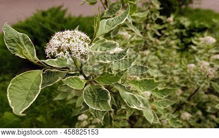 Derain Flowers White