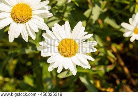Detail Of The Daisy Flower Or Bellis Perennis Chiribita In The Field