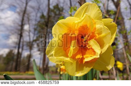 Narcissus Flower Yellow Or False