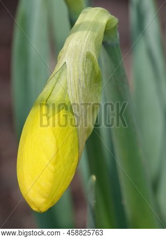 Narcissus Flower Yellow Or False