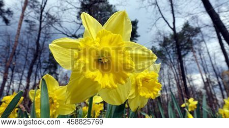 Narcissus Flower Yellow Or False