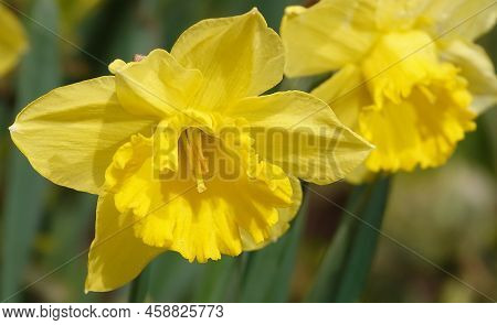 Narcissus Flower Yellow Or False