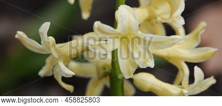 Oriental Hyacinth Flowers