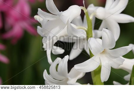 Oriental Hyacinth Flowers