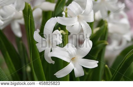 Oriental Hyacinth Flowers