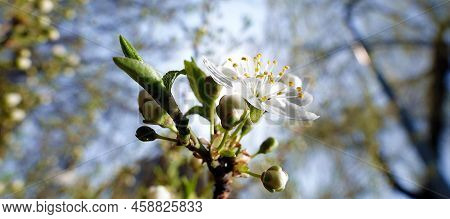 Blooming Cherry Tree