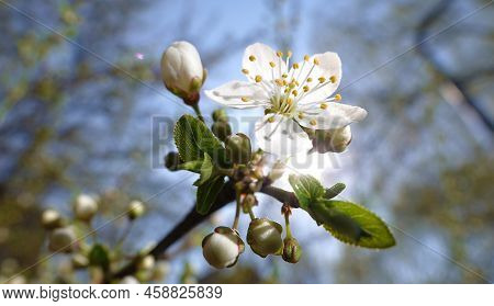 Blooming Cherry Tree