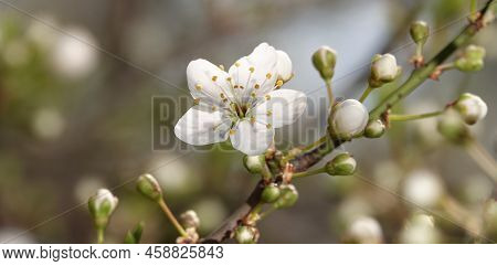 Blooming Cherry Tree