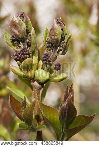 Lilacs In Spring Before Blooming